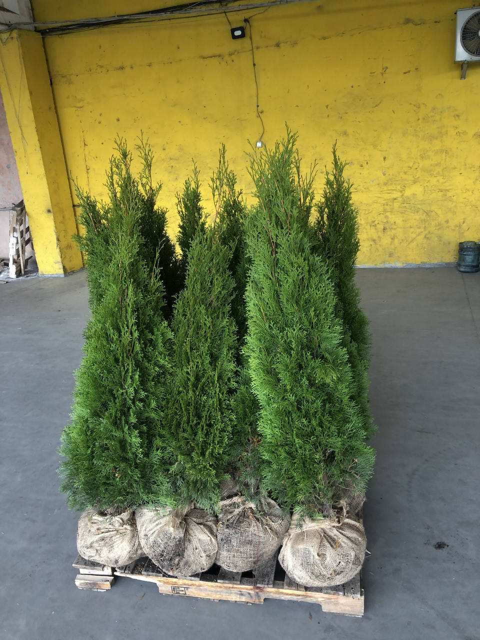 

Туя западная Смарагд/ Thuja occidentalis Smaragd, 1,3м