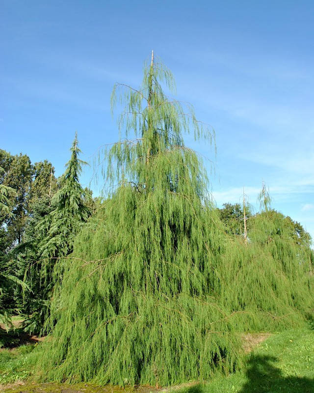 

Chamaecyparis imbricata Pendula С-5
