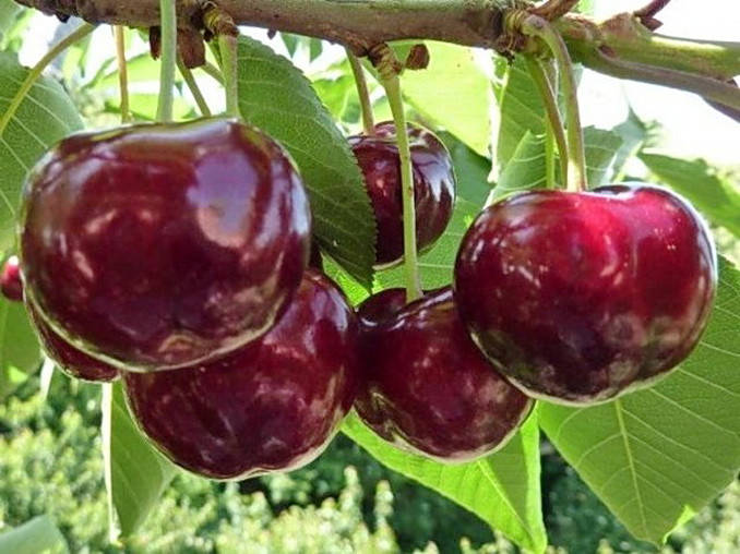 

Черешня Стелла. (вс). Подвой колт