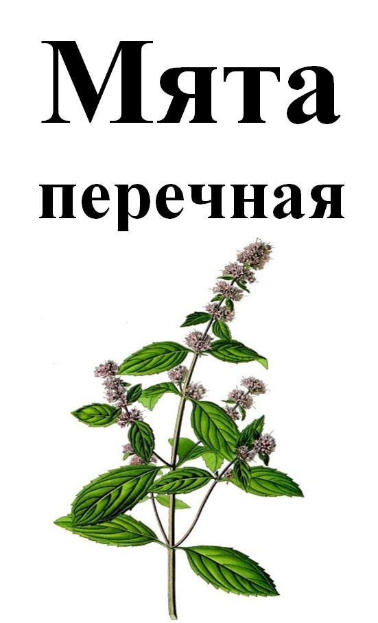 

Мята перечная, 30 грамм