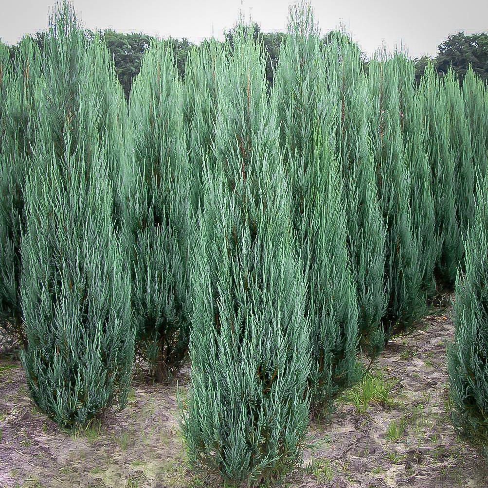 

Можжевельник скальный скайрокет, Juniperus scopulorum Skyrocket