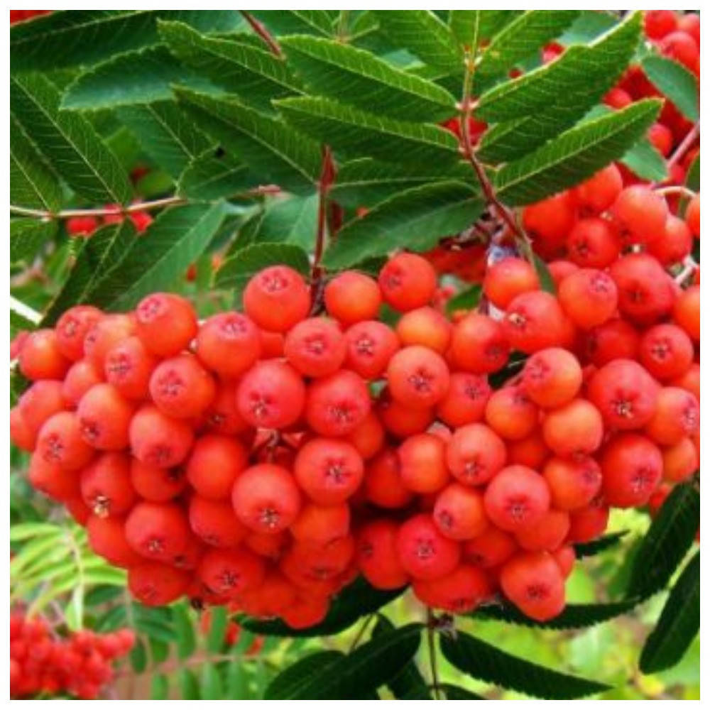 

Рябина красная