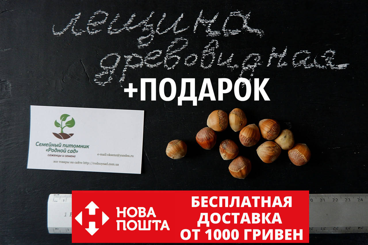 

Лещина древовидная (турецкая) семена (20 штук), медвежий орех (подвой для саженцев фундука)