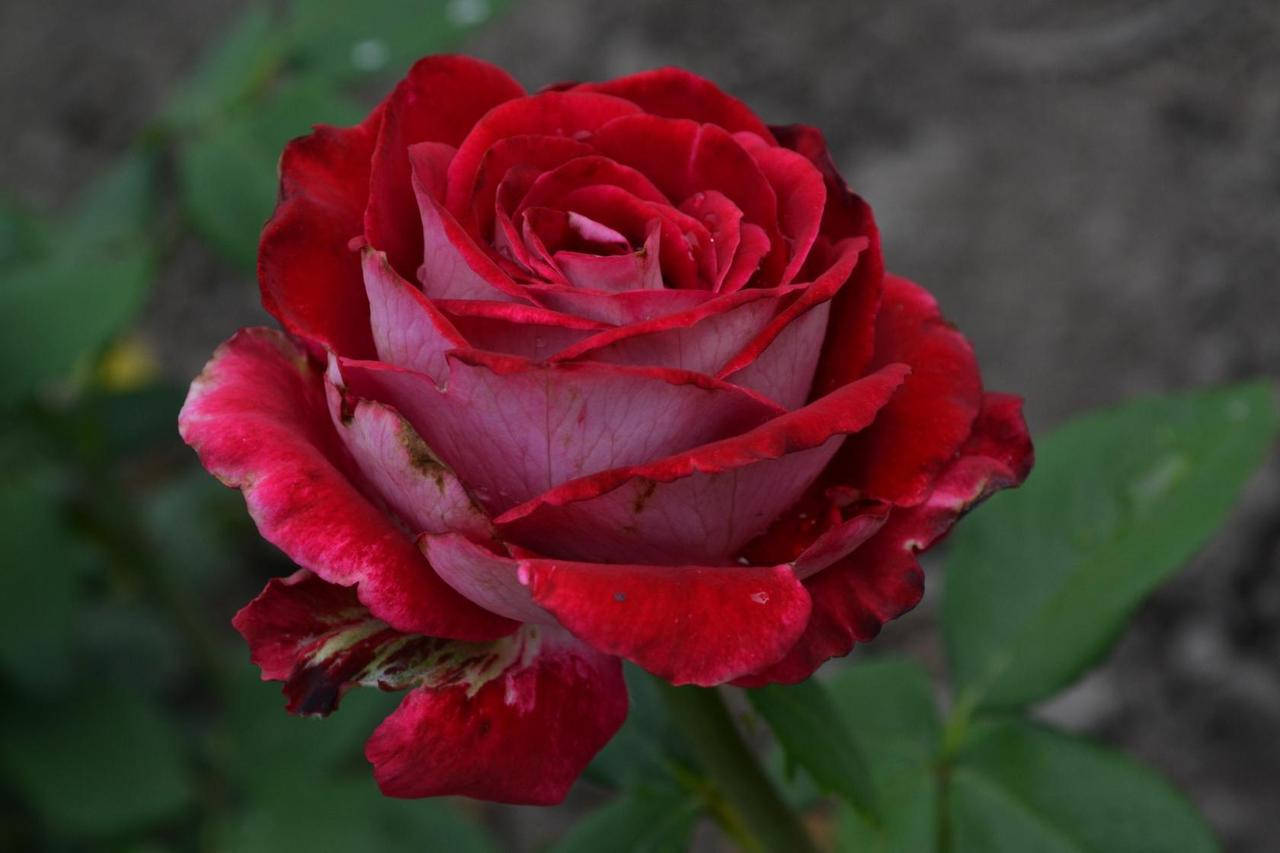 

Роза чайно-гибридная Люксор (Luxor)