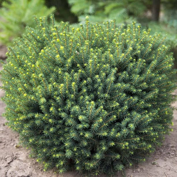 

Саженцы Ели канадской Эхиниформис (Picea glauca Echiniformis) Р9