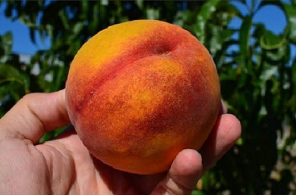 

Саженцы персика СИМФОНИЯ среднепозднего срока созревания