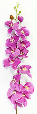 

Орхидея Фаленопсис одиночная розовая (уцененная продукция), Розовый