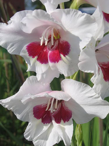 

Гладиолус Fiorentina 3 шт./уп., крупноцветковый