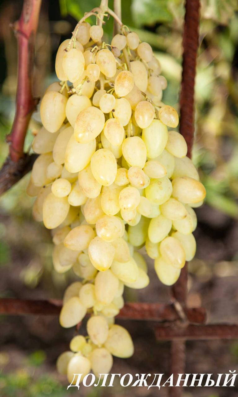 

Саженцы винограда Долгожданный