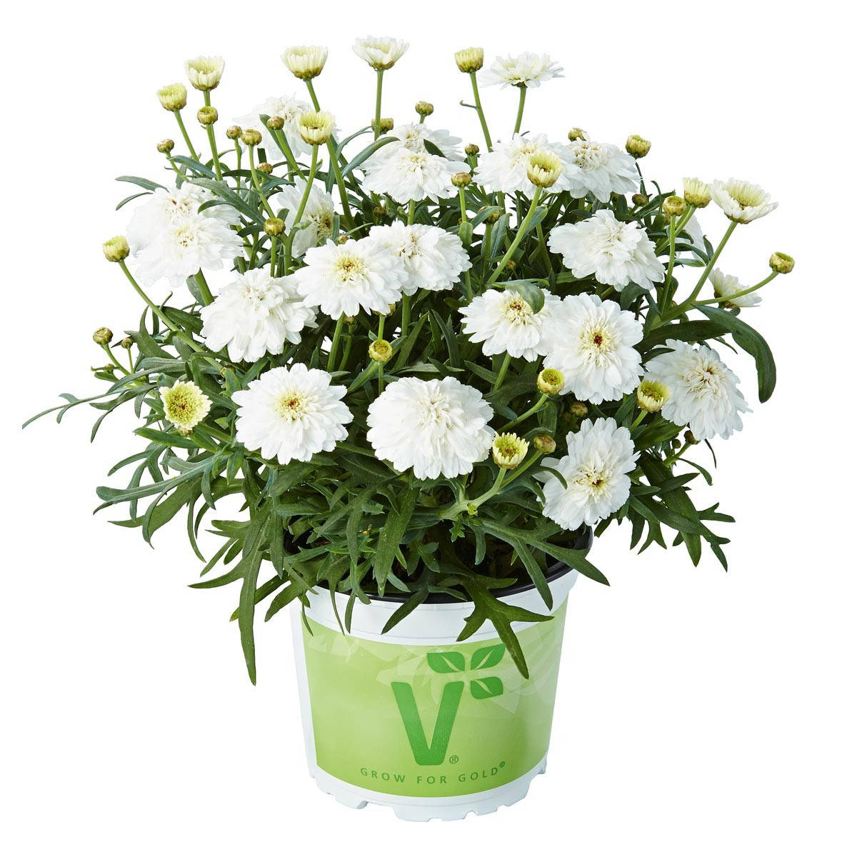 

Аргирантемум Glory Double White черенок