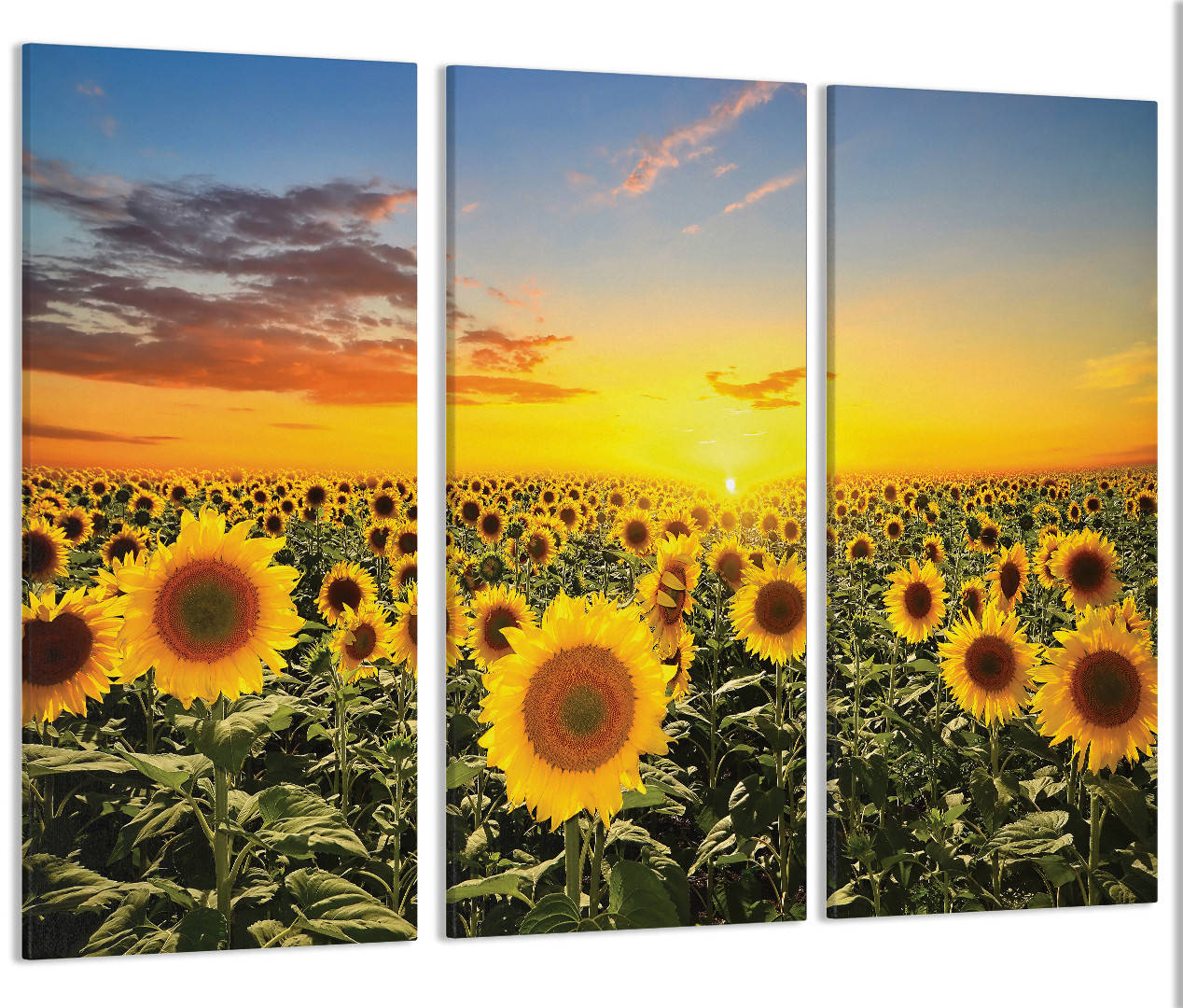 

Модульная картина Поле Подсолнухов Art-51_XXL