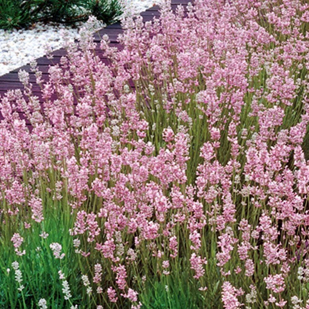 

Лаванда Rosea (саженцы)
