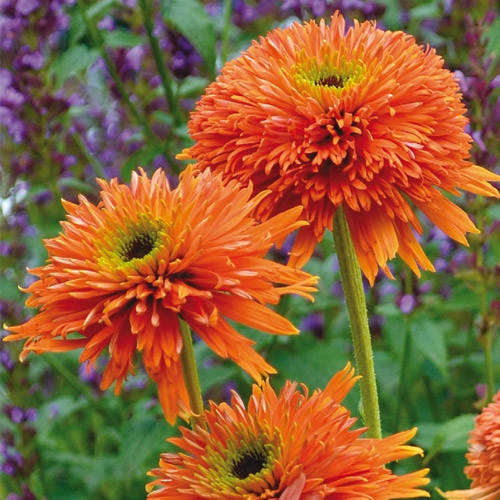 

Эхинацея Colorburst Orange (Колорбуст Оранж)