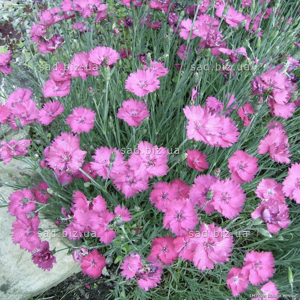 

Гвоздика серовато-голубая 'Pink Jewel'. Контейнер 0,5 л