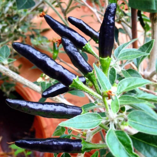 

Семена перца Чёрная кобра (Black Cobra Chili Pepper)