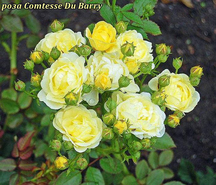 

Роза Comtesse Du Barry (Комтэсс дю Барри)