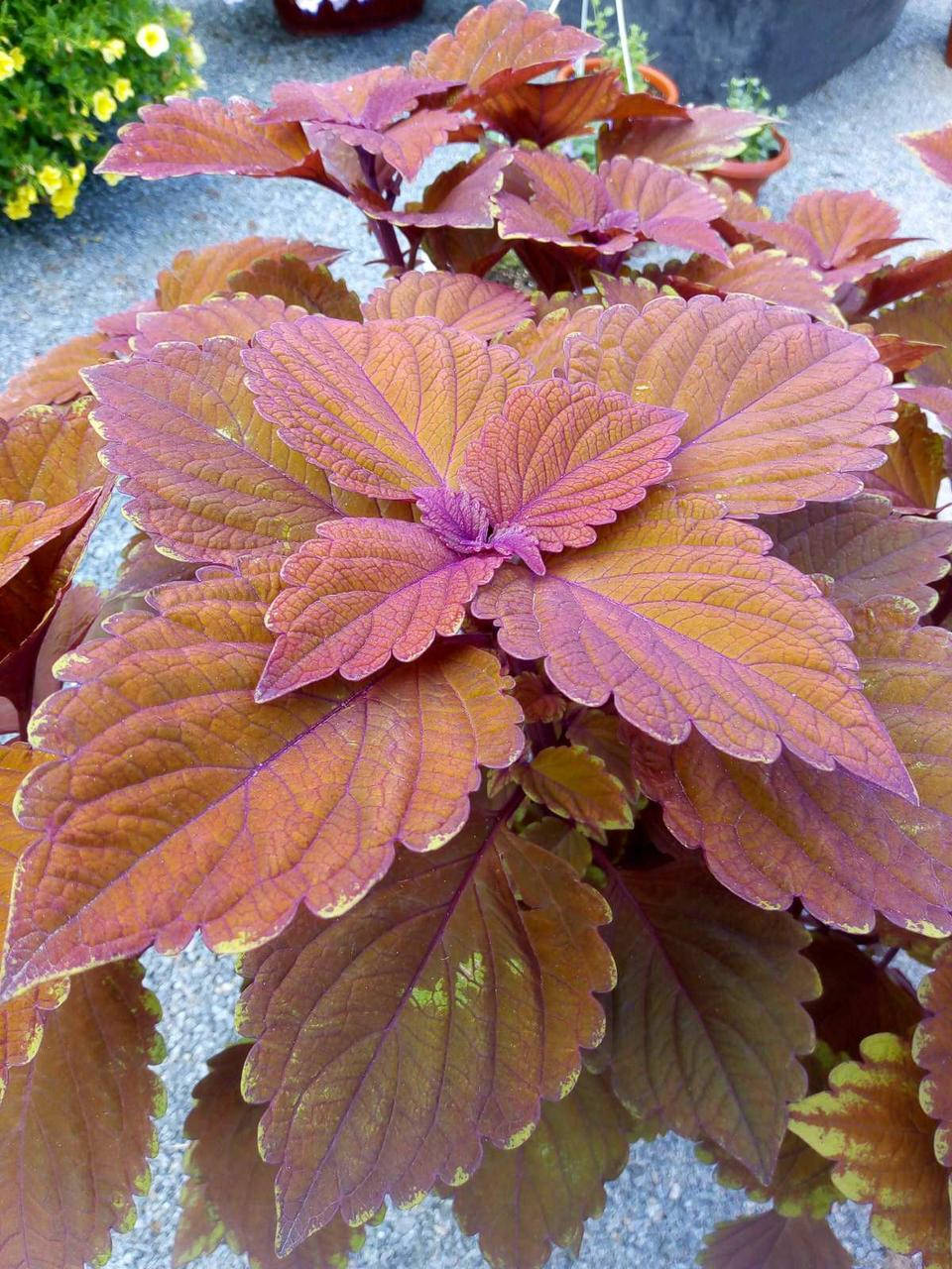 

Колеус "Keystone Cooper" саженец в горшке 0.25л