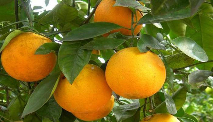 

Апельсин Лайн Лате (Citrus sinensis Lane Late) выше 50 см. Комнатный