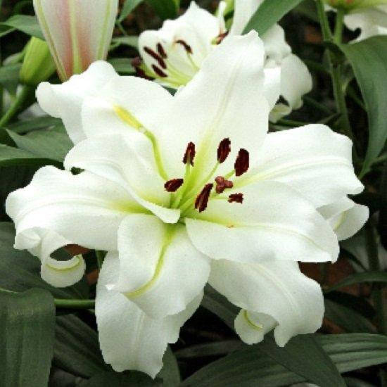 

Лилия White Eyes Луковицы, Белый