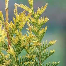 

Туя складчатая Зебрина в контейнере 25-30 см (C2)