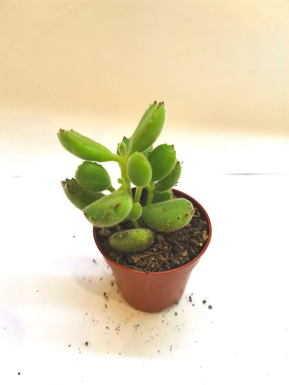 

Котиледон Cotyledon Tomentosa Суккулент Комнатное растение
