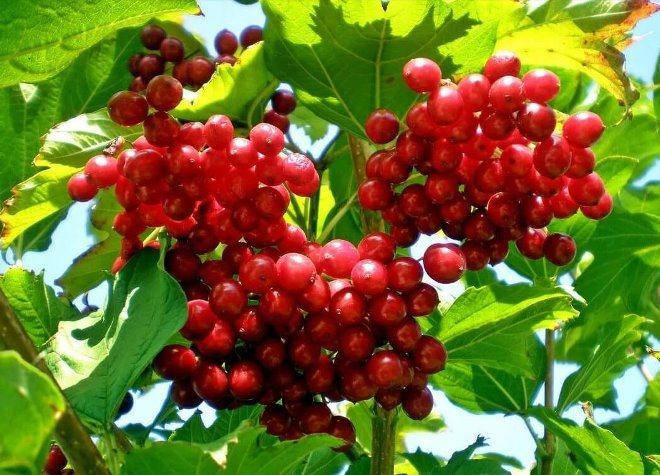 

Саженцы калины обычной или красной 3х летние.