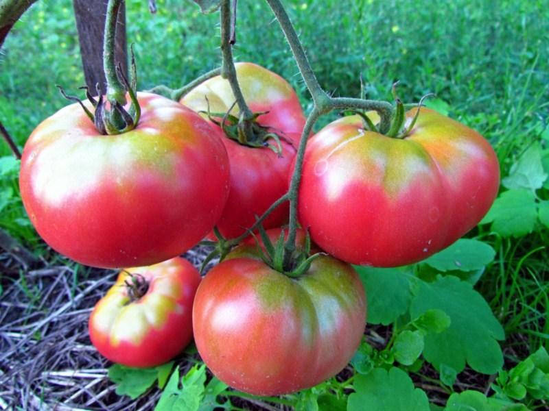

Томат Микадо розовый