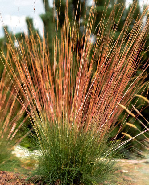 

Овсяница готье Санрайз \ Festuca Sunrise ( саженцы р9 )