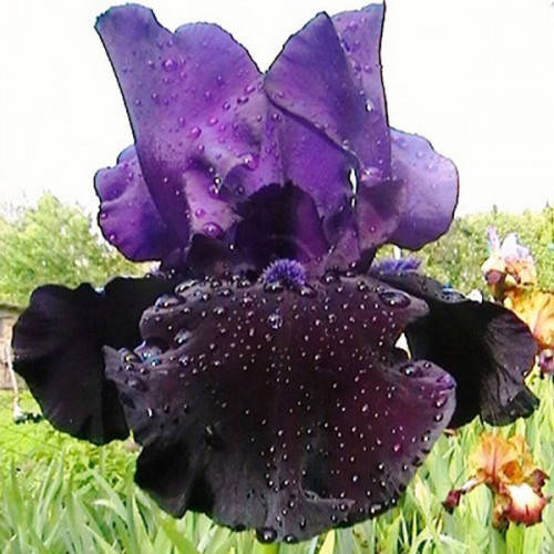 

Германский Black Dragon, Блек Драгон