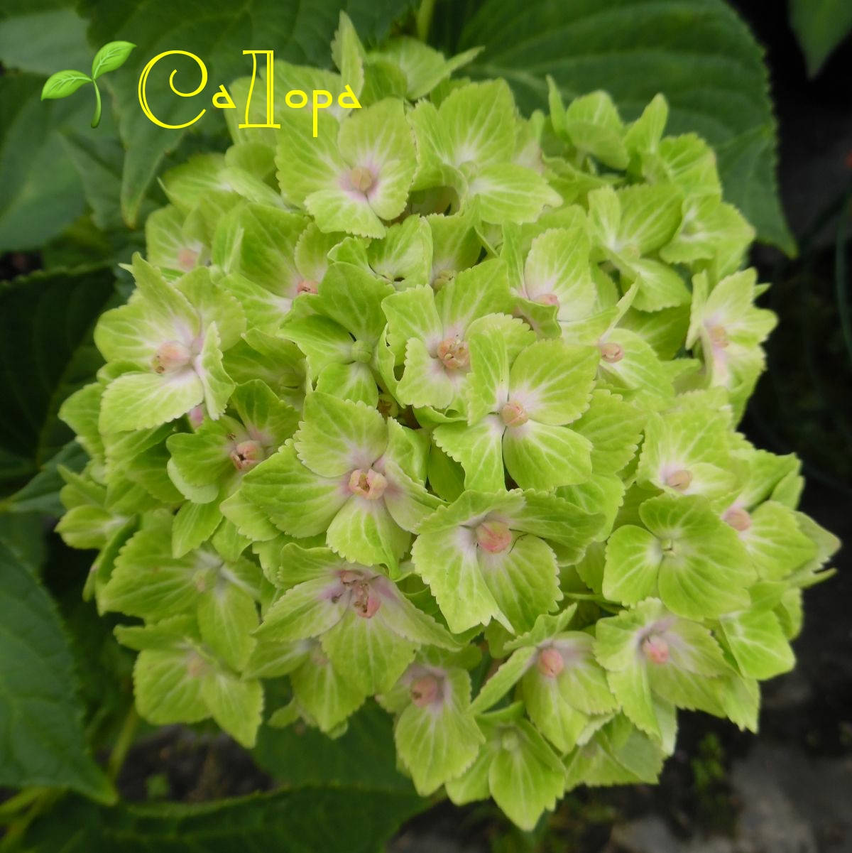 

Гортензия Меджикал Ноблес (Magical Noblesse)