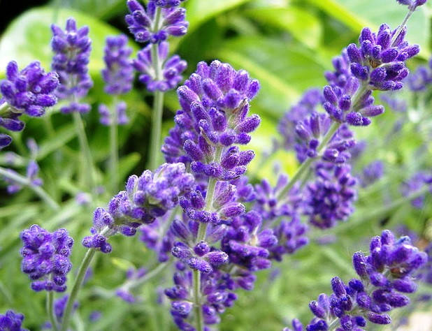 

Лаванда отдушка-10 мл