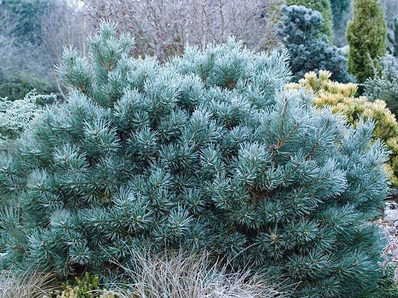 

Pinus sylvestris Chantry Blue С-5