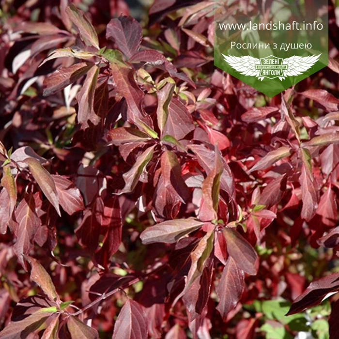 

Cornus alba 'Regnzam/Red Gnome', Дерен білий 'Регнзам/Ред Гноум',P9 - горщик 9х9х9