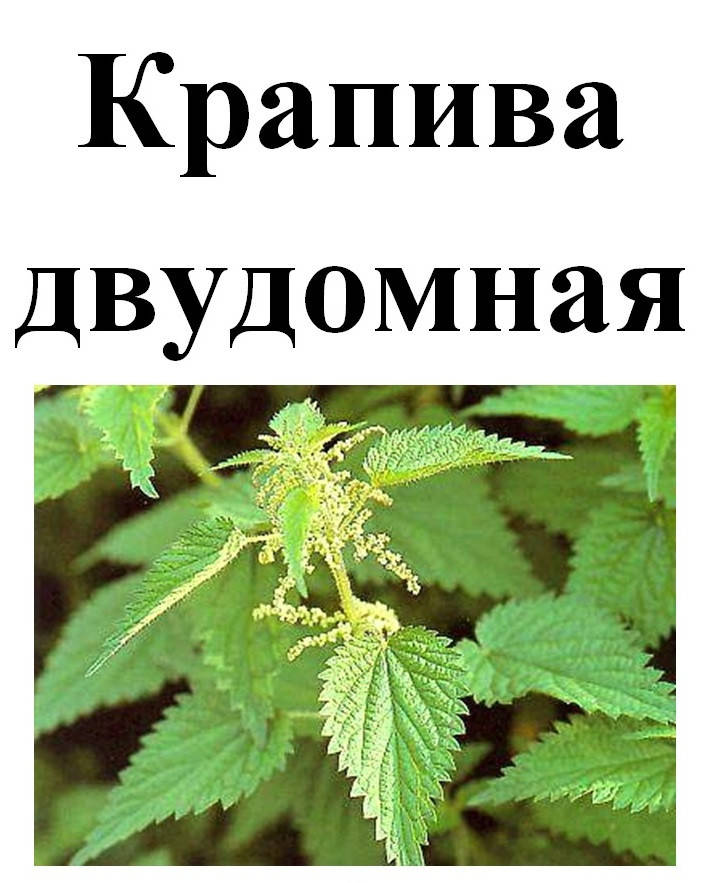 

Крапива двудомная, 30 грамм