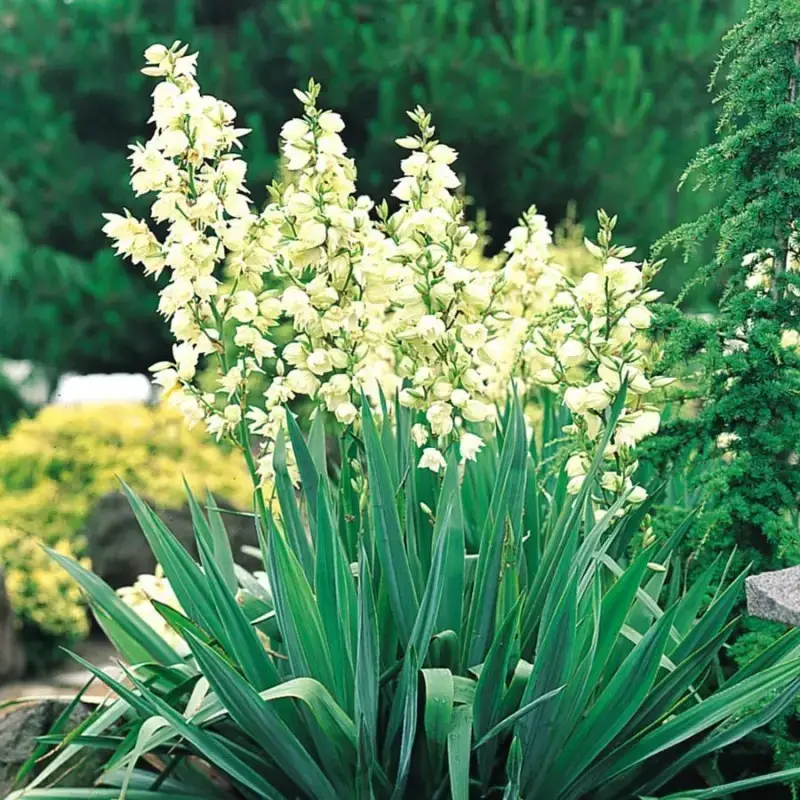 

Юкка "ФИЛАМЕНТОСА" (Yucca filamentosa) / корневище (окс)