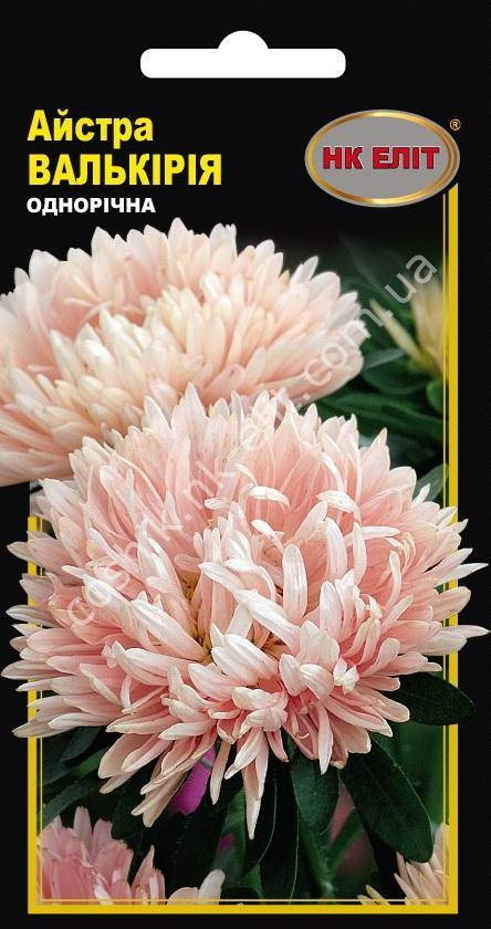 

Астра Валькирия, Малиновый