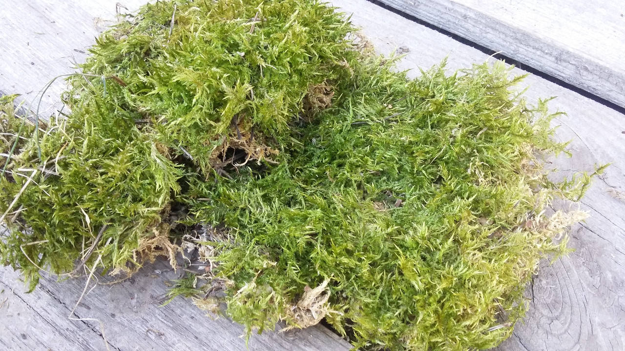 

Мох сфагнум натуральный, 10 гр в упаковке