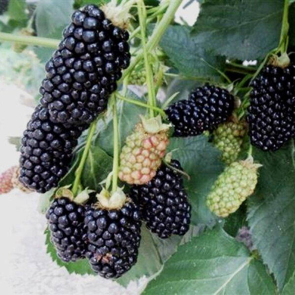 

Ежевика Prime Ark 45 Blackberry (саженцы)
