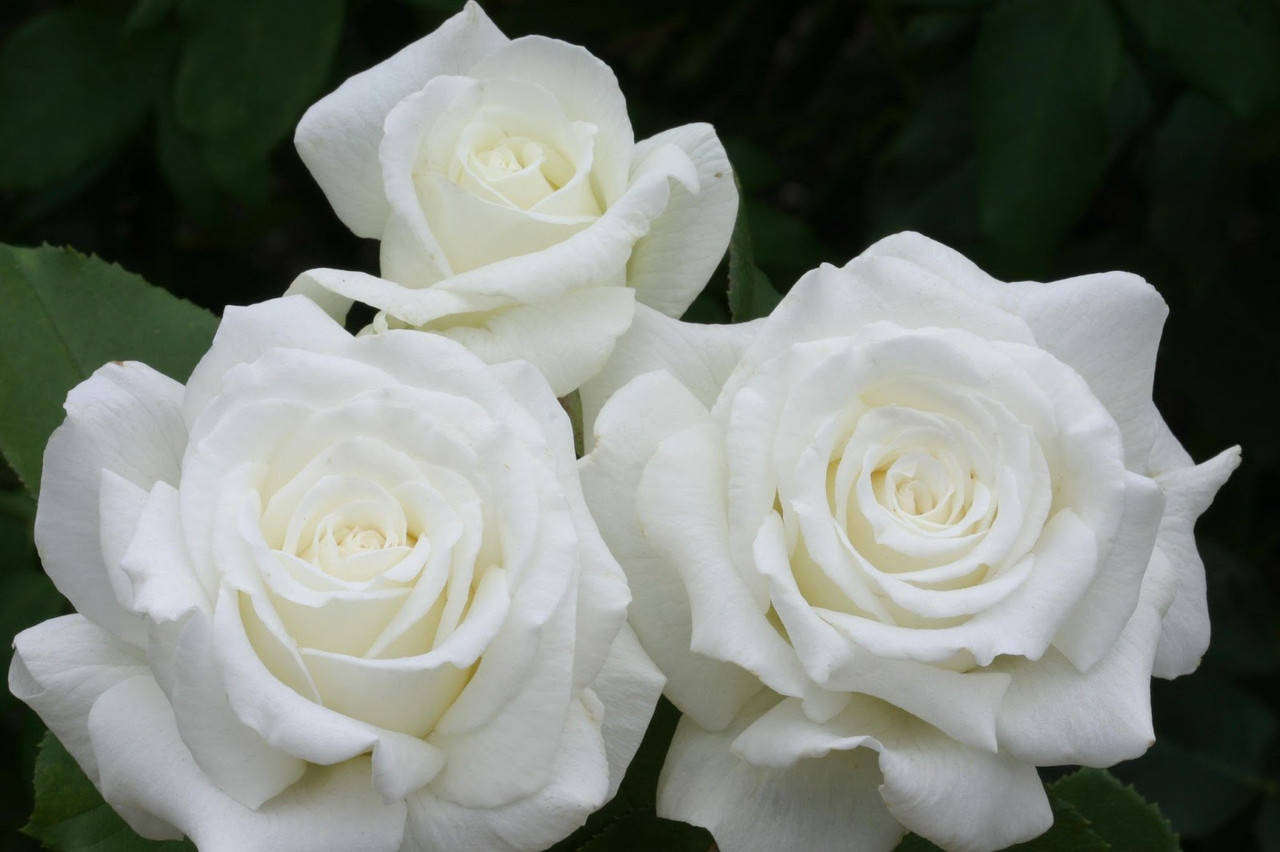 

Роза Анастасия