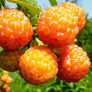 

Саженцы ежемалины КУМБЕРЛЕНД среднего срока созревания