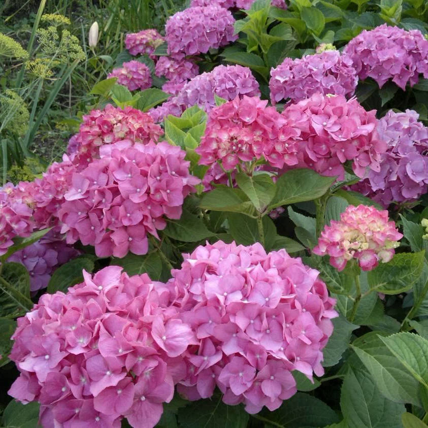 

Саженец гортензии MACROPHYLA MIX, 3-летний, контейнер 3л