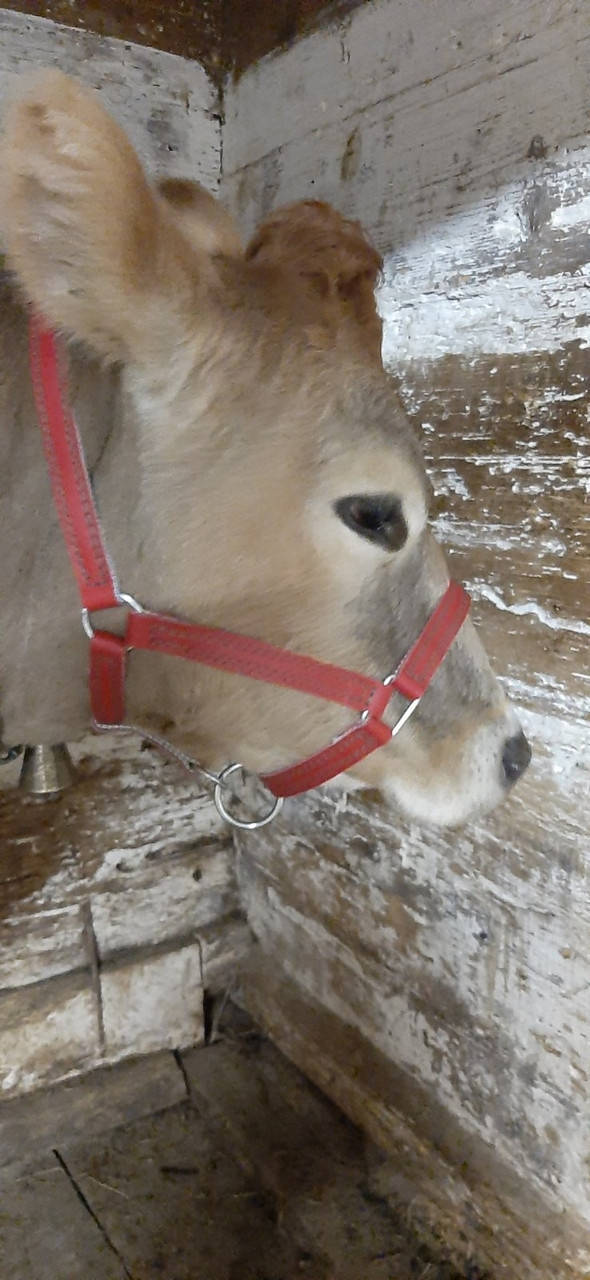 

Для усмирения коровы быка теленка