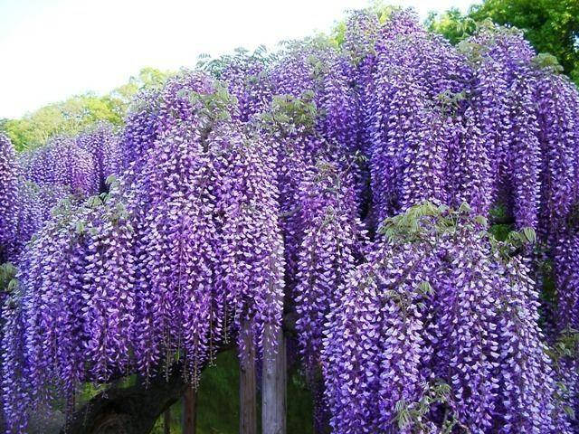 

Гліцинія великокитицева Блю Мун / Wisteria macrostachya Blue Moon С7.5 / Н 40-60