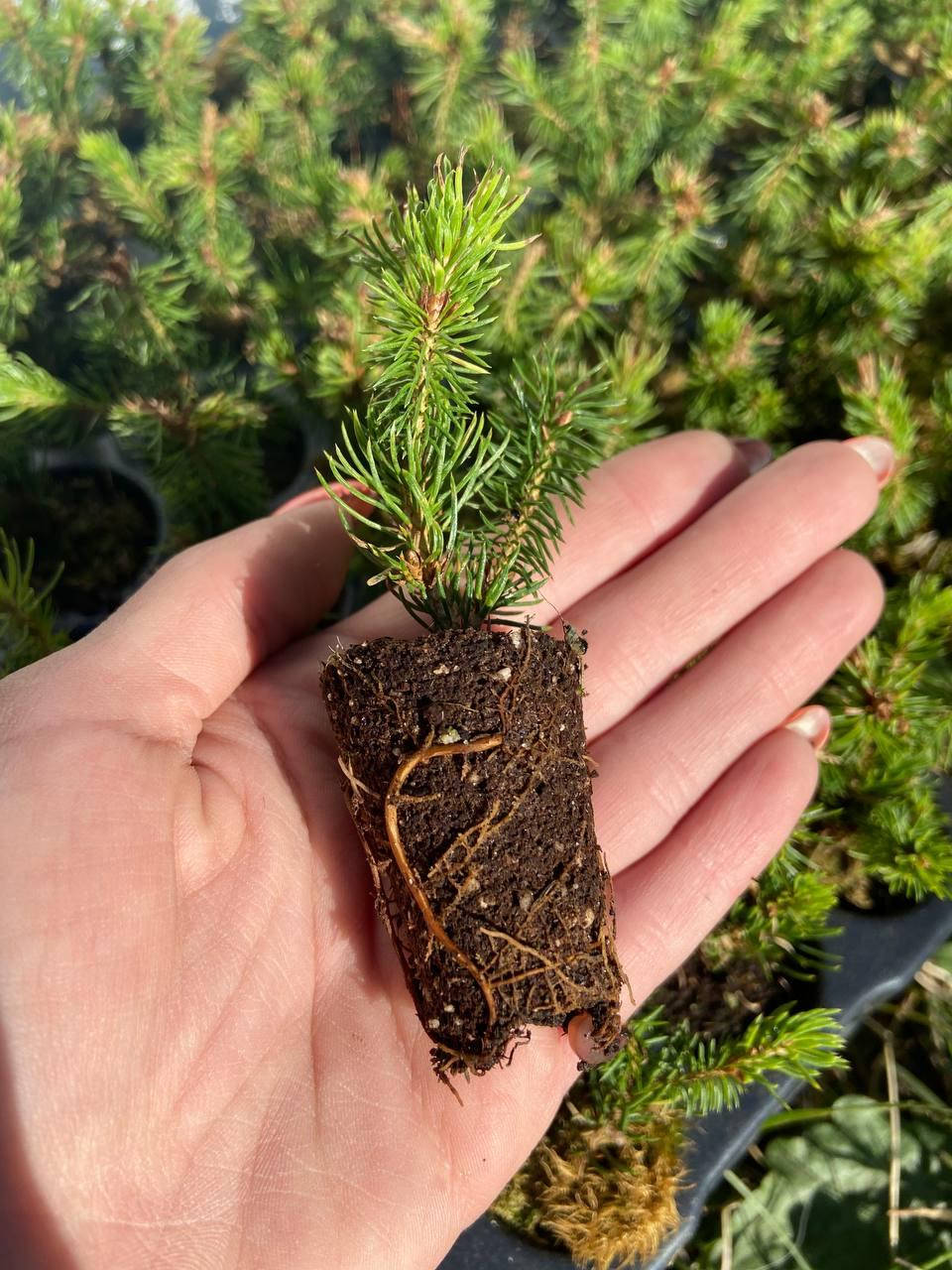 

Ель канадская Дейзи Уайт (Picea glauca Daisy's White) 5 см