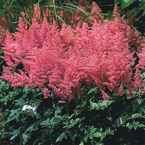 

Астильба арендса Anita Pfeifer (Анита Пфейфер) в контейнере