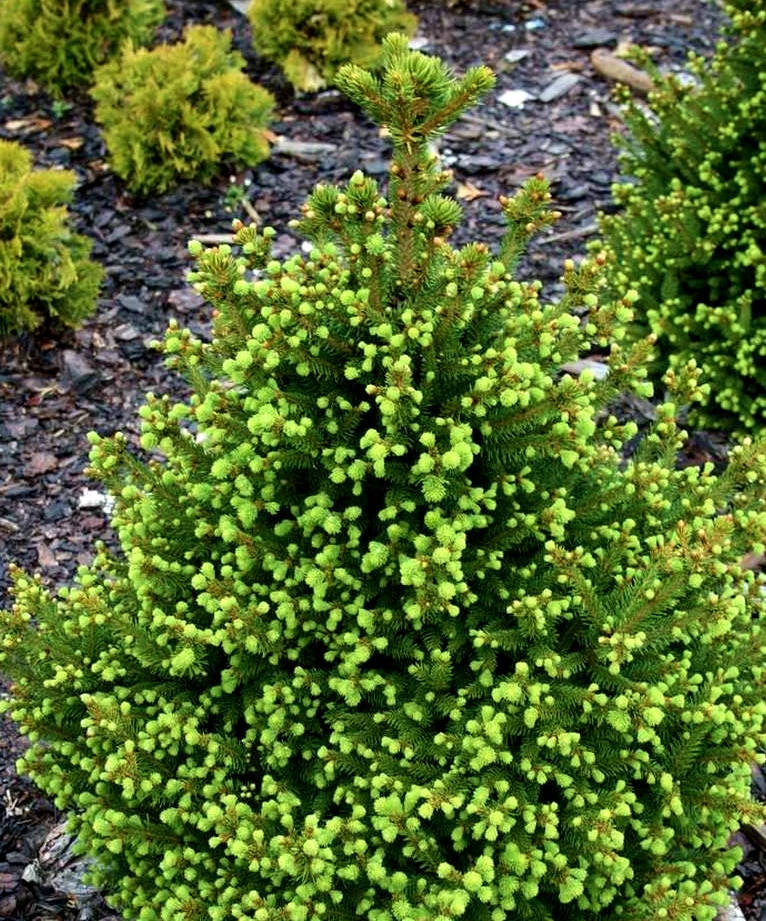 

Ель обыкновенная Виллс Цверг \ Picea abies ‘Will’s Zwerg’ ( саженцы 2л )