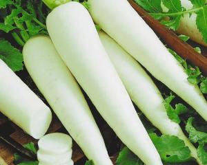 

Семена Редьки Зимняя Дайкон на вес