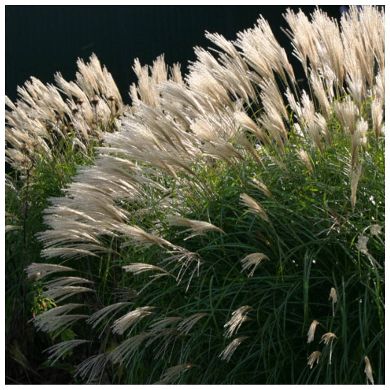 

Мискантус сахарный