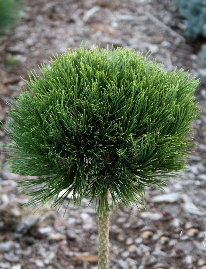 

Сосна черная Брепо \ Pinus nigra ‘Brepo’ ( саженцы 2года ) ШТАМБ 50-60см