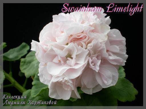 

Пеларгония "Swainham limelight" (№16)